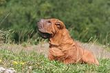 SHAR-PEI 810